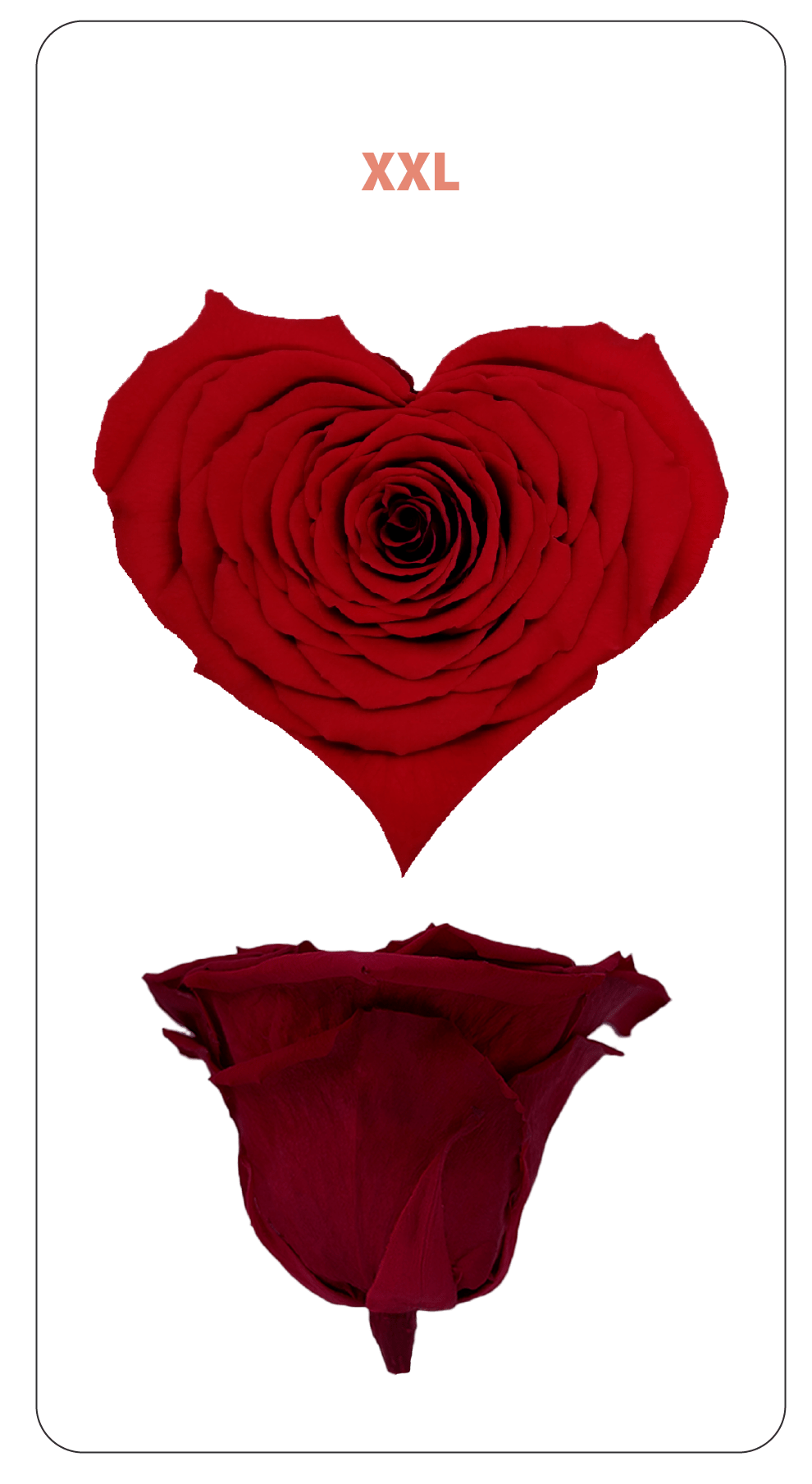 Heart Roses Roseamor