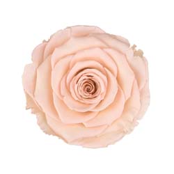 Classic natural brighter peach rose code: PEA 89.
