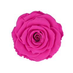 Classic natural fuchsia rose code: PIN 07