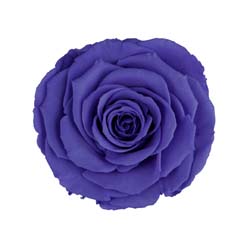 Classic natural violet preserved rose.