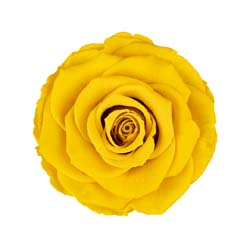 Classic natural yellow preserved rose.