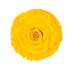 Classic natural bright yellow preserved rose.