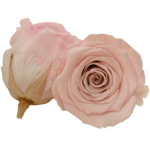 Pale pink preserved rose, Roseamor preserved roses