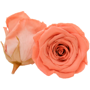 Light orange preserved rose, Roseamor preserved roses