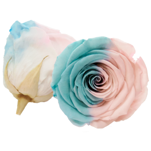 Bicolor preserved rose, light blue and pink, Roseamor preserved roses