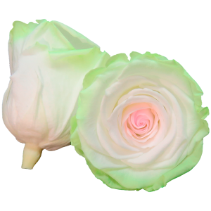 Tricolor preserved rose, white, green and pink, Roseamor preserved roses