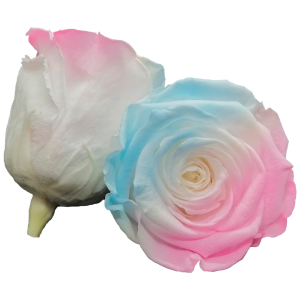 Preserved roses in 3 colors, blue, white and pink, Roseamor preserved roses