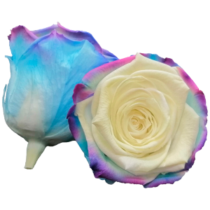 Multicolor, white, pink and purple preserved roses, Roseamor preserved roses