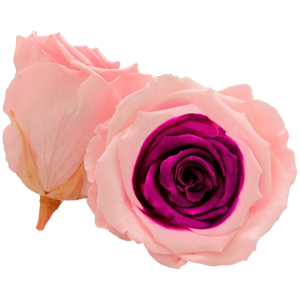 Bicolor pink and purple preserved roses, Roseamor preserved roses