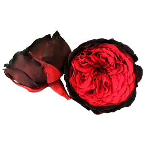 Bicolor red and black preserved roses, Roseamor preserved roses
