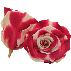 Bicolor, white and red preserved roses, Roseamor preserved roses