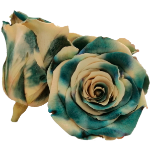 Bicolor green and yellow preserved rose, Roseamor preserved roses