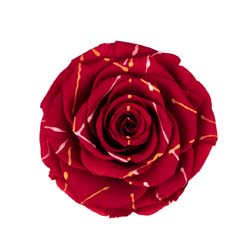 Classic red preserved rose with artistic paint strings.