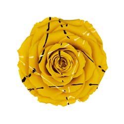 Classic yellow preserved rose with artistic paint strings.