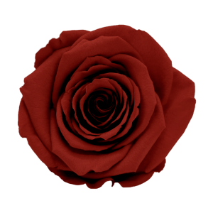 Dark red preserved roses, Roseamor preserved roses