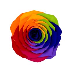 Classic rainbow preserved rose with a dark blue center.