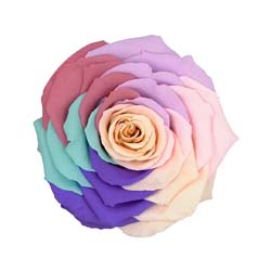 Candy colored rainbow preserved rose with a beige center.