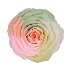 Bright colored rainbow preserved rose with a bright peach center.