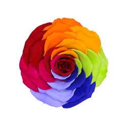 Classic rainbow preserved rose with a red center.