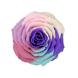 Candy colored preserved rainbow rose with a violet center.