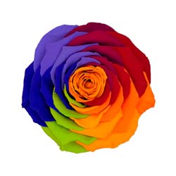 Classic rainbow preserved rose with a dark yellow center.