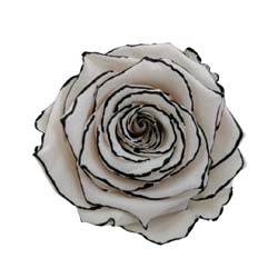 White preserved rose with delicate black outline.