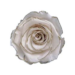 White preserved rose with delicate silver outline. Rose colored preserved rose, Roseamor