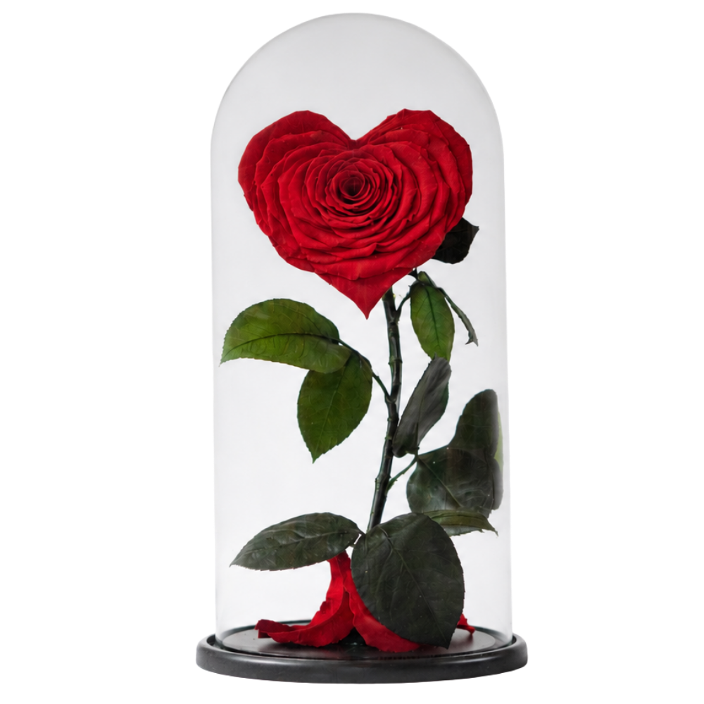Red rose encased in a glass dome on a black base, with green leaves surrounding the stem.