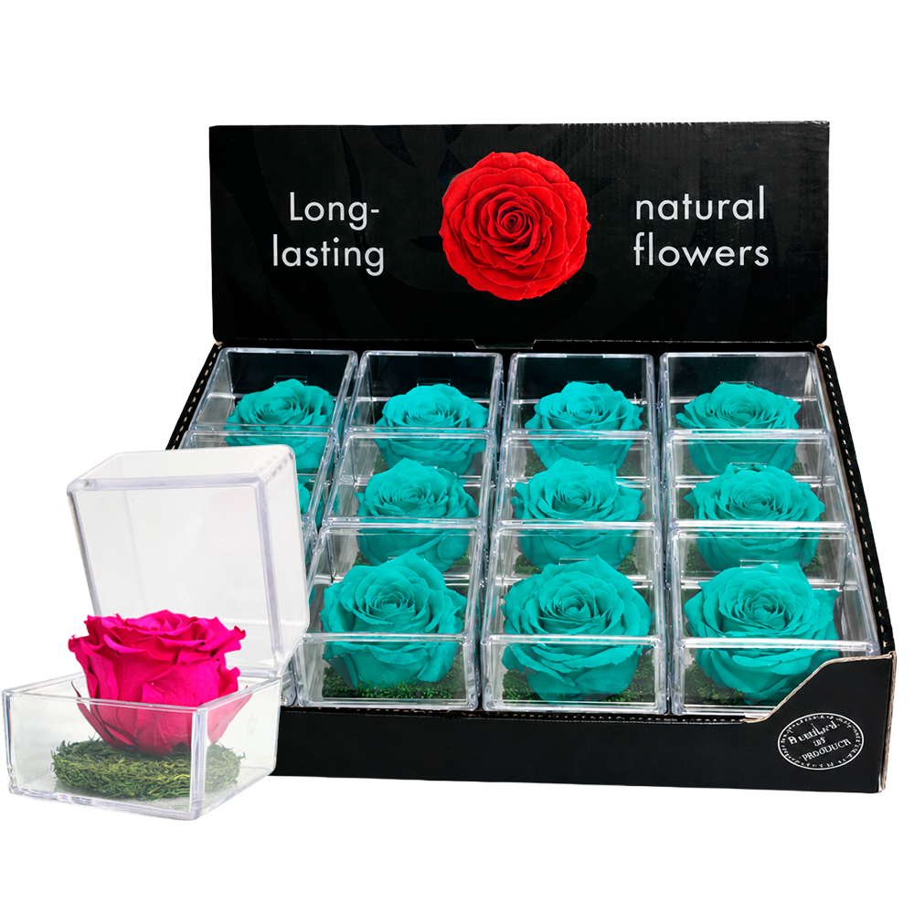 Display box of turquoise preserved roses arranged in clear plastic compartments; one pink rose sits in a separate clear box in front