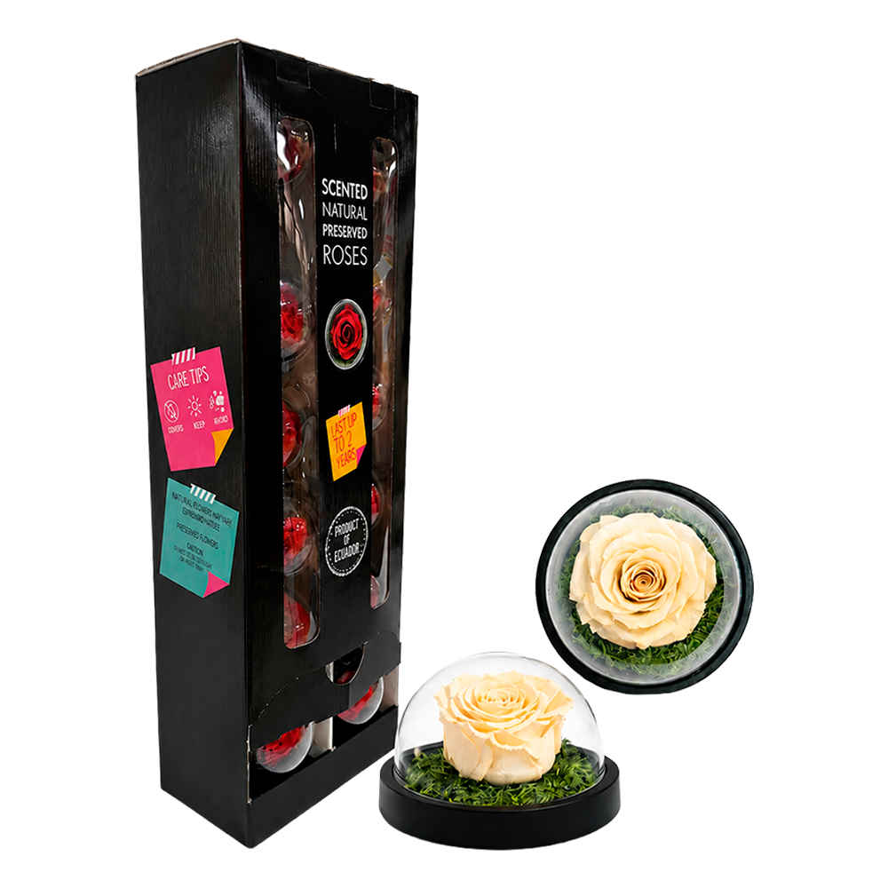 Black gift box with scented preserved roses and two glass display domes containing cream-colored roses in round cloches.