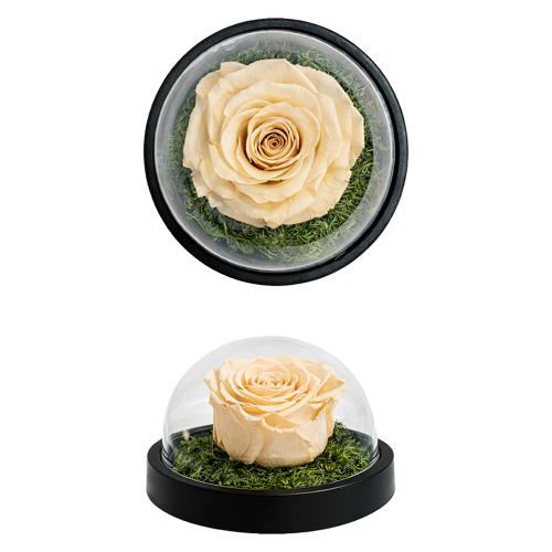 Cream-peach rose under a clear glass dome on a mossy black base