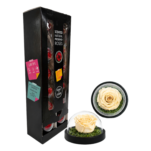 Black gift box with scented preserved roses and two glass display domes containing cream-colored roses in round cloches.