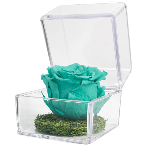 Turquoise preserved rose inside a clear glass display box with a mossy base at the bottom